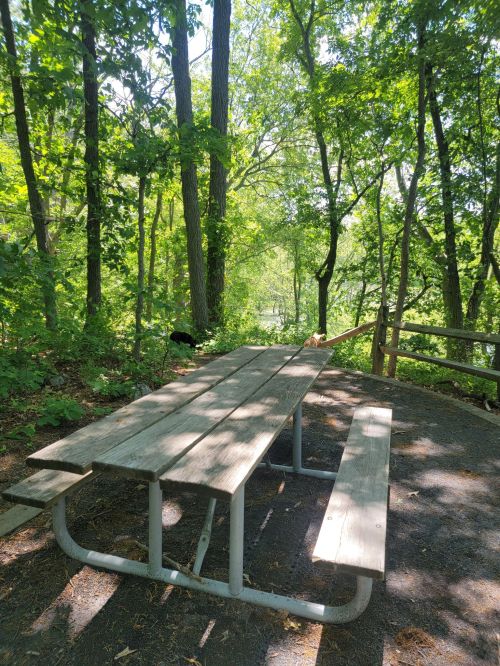 A wooden picnic table in a lush green forest, surrounded by trees and dappled sunlight.