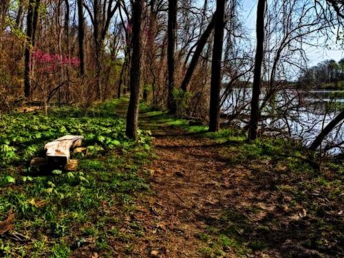 A serene forest path lined with trees, leading to a river, with green foliage and a wooden bench nearby.
