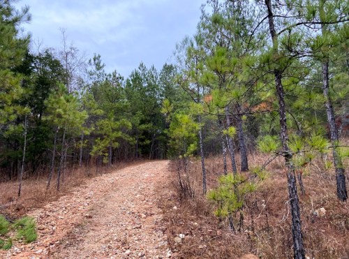 A dirt path winds through a forest of young pine trees and sparse underbrush under a cloudy sky.