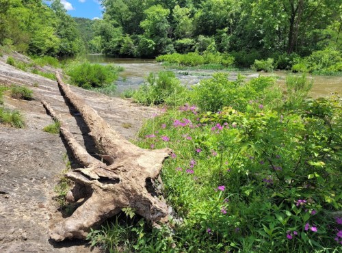 A sunlit riverbank with a large log, vibrant green foliage, and blooming purple flowers along the water's edge.