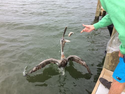 A person tosses a fish to a pelican that is catching it mid-air over the water.