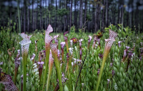A field of colorful pitcher plants surrounded by lush greenery and trees in the background.
