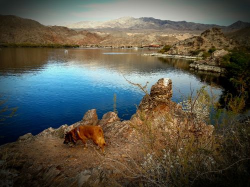 A dog rests on a rocky shore by a calm lake, surrounded by mountains and desert landscape.