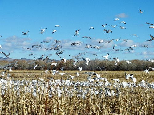 A flock of white and gray birds takes flight over a field with tall grasses and a clear blue sky.