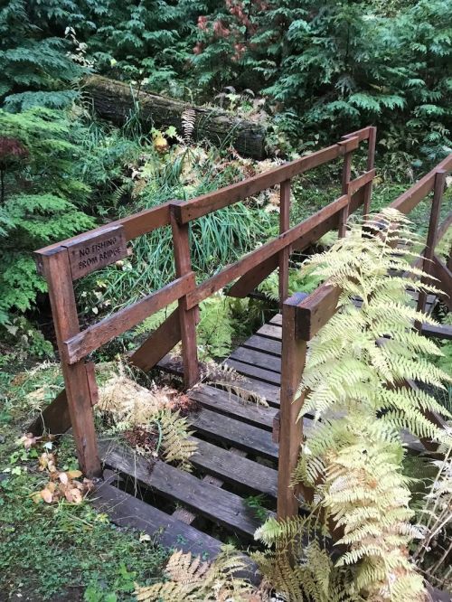 A wooden bridge surrounded by lush greenery and ferns, with a sign that reads "No Fishing Beyond This Point."