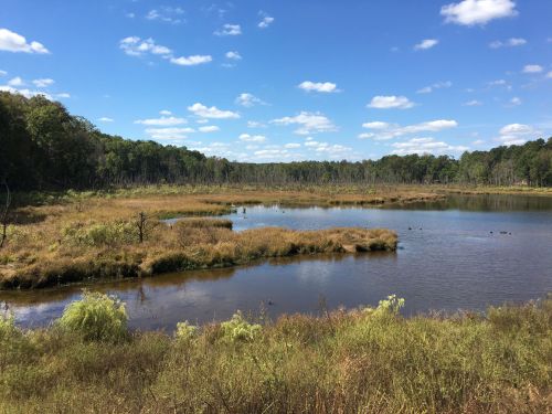 A serene wetland scene with a calm pond, grassy banks, and trees under a blue sky with fluffy clouds.