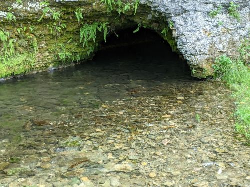A rocky cave entrance partially submerged in clear water, surrounded by lush greenery and ferns.