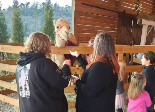 Two women interact with a camel at a petting area, while children watch nearby in a rustic barn setting.