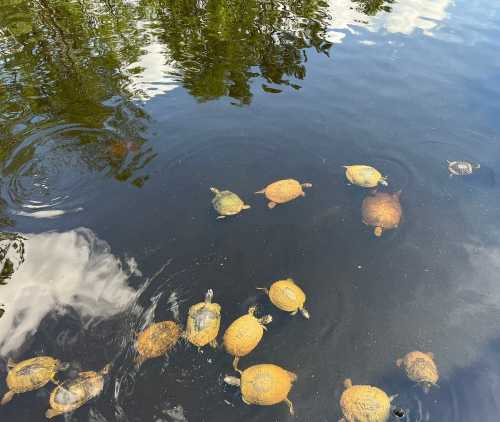 A group of turtles swimming in a calm, reflective pond with trees and clouds visible in the water.