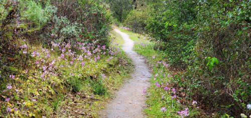 A winding path through a lush, green landscape, lined with blooming purple flowers on either side.