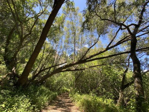 A serene forest path surrounded by tall trees and lush greenery under a clear blue sky.
