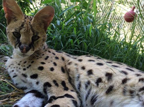A serval cat lounging in tall grass, showcasing its distinctive spotted coat and large ears.