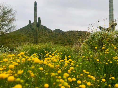 A desert landscape featuring yellow wildflowers in the foreground and tall cacti against a mountainous backdrop.