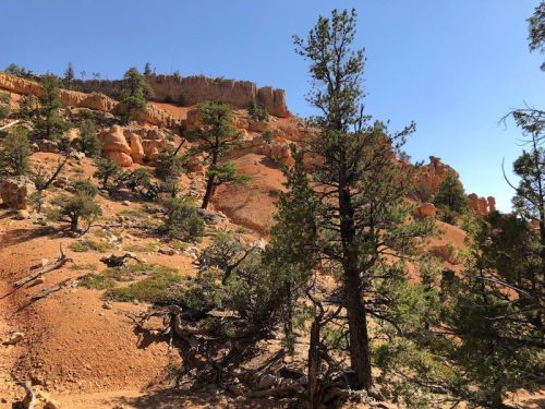 A rocky landscape with orange soil, scattered trees, and a clear blue sky in the background.
