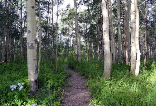 A serene forest path surrounded by tall trees and lush greenery, with wildflowers peeking through the underbrush.
