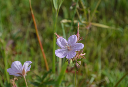 A close-up of delicate light purple flowers surrounded by green grass and foliage.