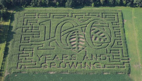 Aerial view of a corn maze featuring the text "100 Years and Growing" surrounded by lush greenery.