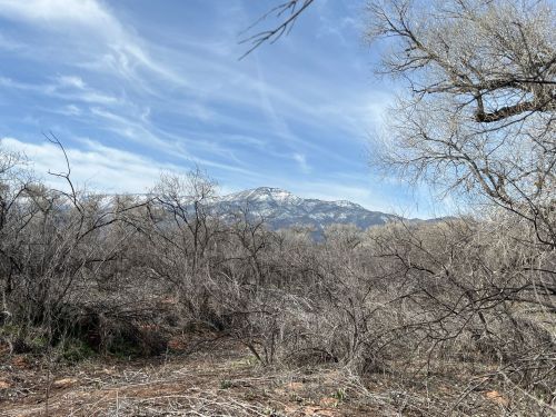 A snowy mountain rises in the background, surrounded by bare trees and a clear blue sky.