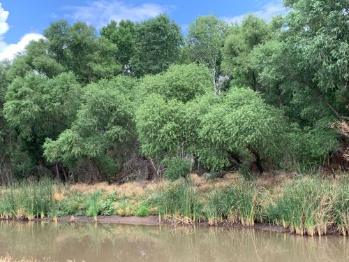 Lush green trees and tall grasses line a calm riverbank under a blue sky with scattered clouds.