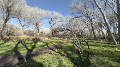 A serene path through a forest with bare trees and green grass under a clear blue sky. Shadows cast on the ground.