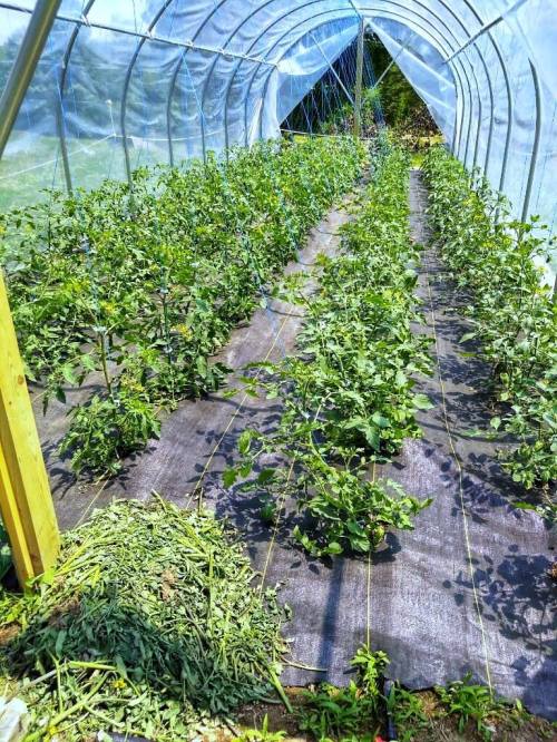 A greenhouse filled with rows of green plants, with some cut grass on the ground in the foreground.