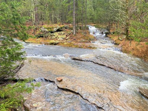 A serene forest scene featuring a flowing stream over rocky terrain, surrounded by lush greenery and trees.