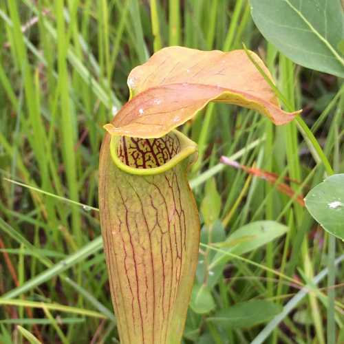 A close-up of a pitcher plant with a yellowish-green body and intricate red veining, surrounded by green foliage.