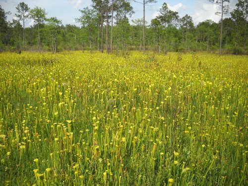 A vibrant field of yellow pitcher plants surrounded by green trees and a clear blue sky.