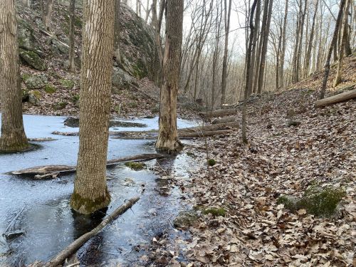 A serene forest scene with bare trees, a frozen stream, and fallen leaves on the ground.
