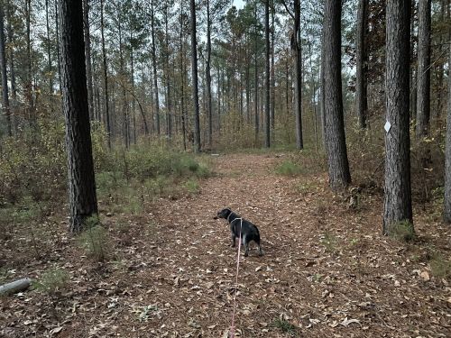 A dog on a leash stands on a forest path surrounded by tall trees and fallen leaves.