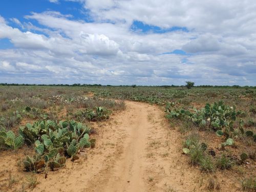 A sandy path winds through a desert landscape dotted with cacti under a partly cloudy sky.