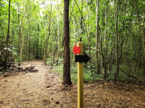 A wooden signpost in a forest, featuring a red arrow pointing right and a black arrow pointing left, with a dirt path ahead.