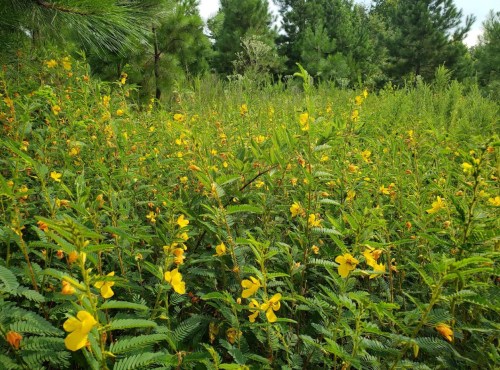 A lush field of green plants with vibrant yellow flowers, surrounded by tall trees in a natural setting.