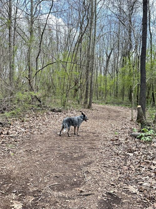 A dog stands on a dirt path in a wooded area, surrounded by trees and sparse greenery.