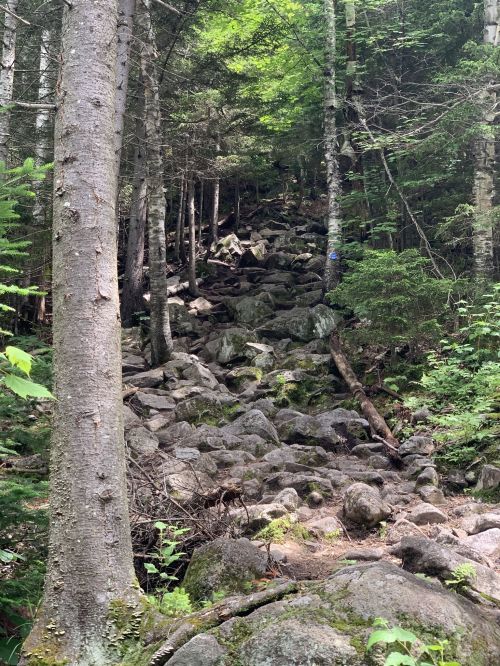 A rocky trail winding through a dense forest, surrounded by tall trees and lush greenery.
