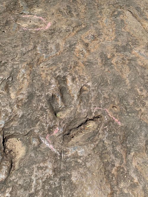 Fossilized dinosaur footprints on rocky surface, with pink chalk markings highlighting the tracks.