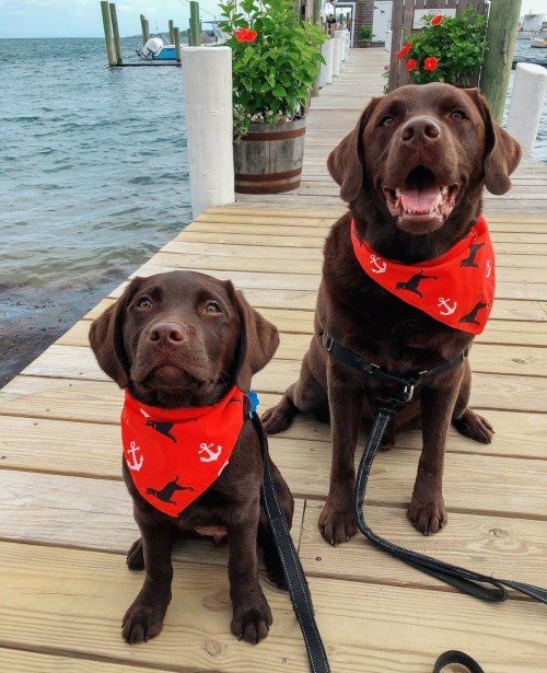 Two brown Labrador Retrievers wearing red bandanas with black designs sit on a wooden dock by the water.