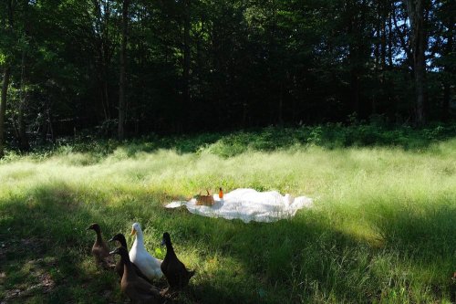 A group of ducks walks through tall grass near a small white tarp in a wooded area.