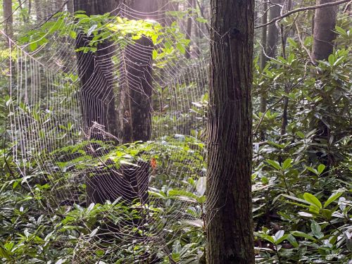 A spider web glistens in sunlight, suspended between trees in a lush, green forest.