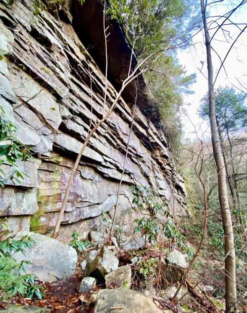 A rocky cliffside with layered stone formations, surrounded by trees and greenery in a forested area.