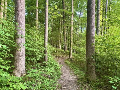 A winding dirt path through a lush green forest with tall trees and vibrant foliage.