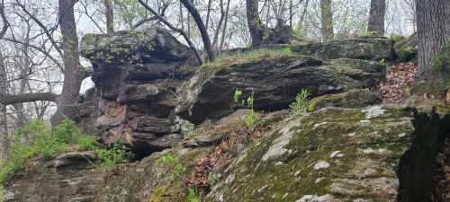 A rocky outcrop covered in moss and small plants, surrounded by trees in a forested area.