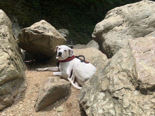 A white dog with a red harness rests on a sandy path surrounded by large rocks in a natural setting.