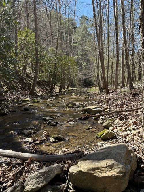 A serene forest scene featuring a clear stream flowing through rocky terrain, surrounded by trees and greenery.