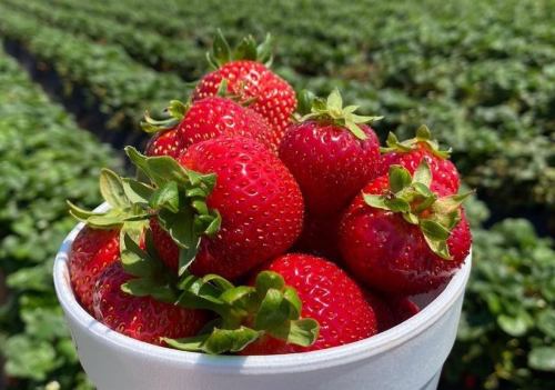 A cup filled with fresh, ripe strawberries against a background of green strawberry plants.