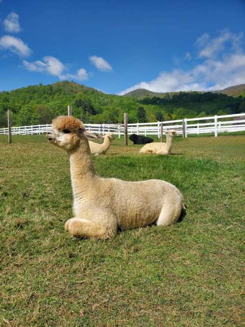 A light-colored alpaca lying on green grass, with other alpacas grazing in the background and a blue sky above.