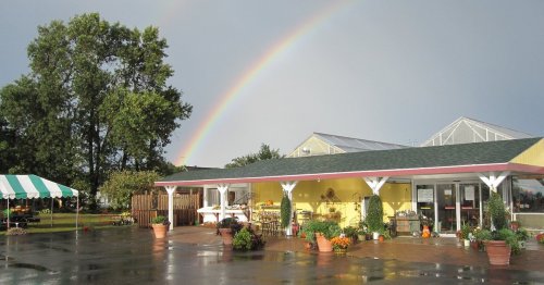 A colorful building with a yellow exterior under a rainbow, surrounded by greenery and wet pavement after rain.
