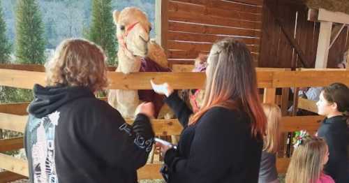 A group of people interacts with a camel in a barn setting, with wooden fencing and children nearby.