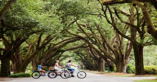 Three people on bicycles pause under a lush, tree-lined road, surrounded by greenery and dappled sunlight.