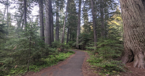 A winding path through a dense forest of tall trees and lush greenery.